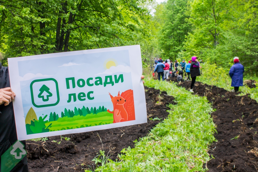 Проект восстановления леса
