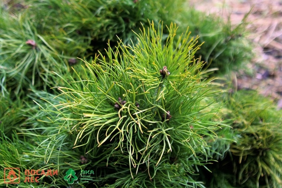 ПЛ Зеленая Птяница