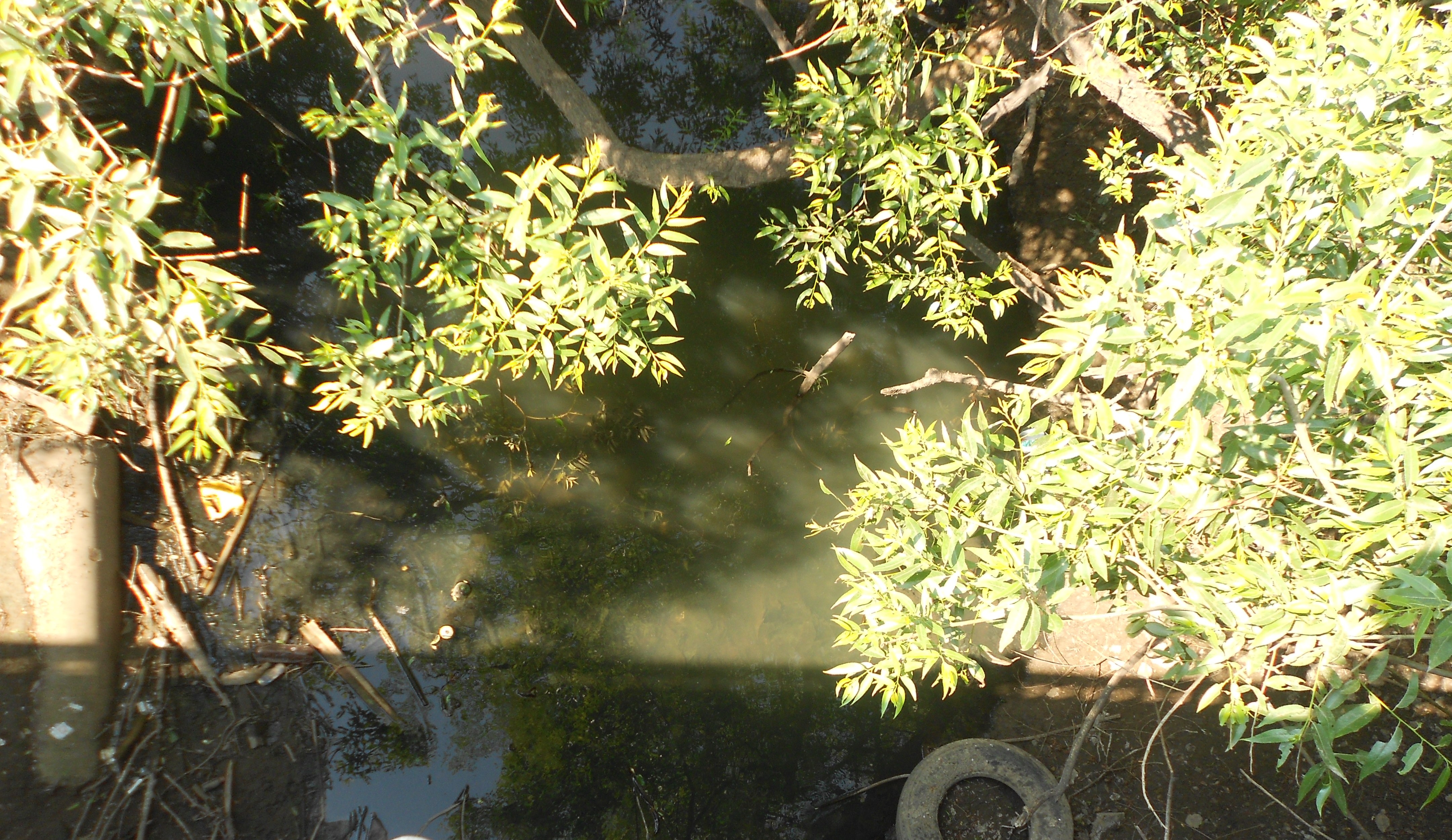 DSCN4447