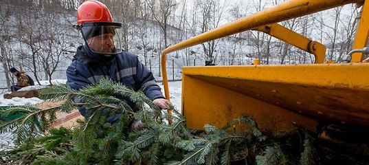 пункты приема елок