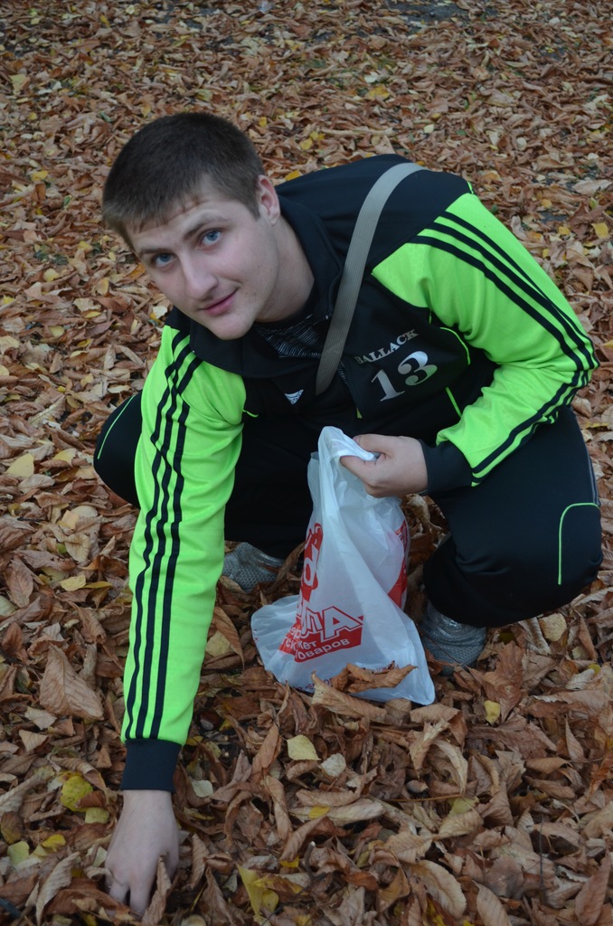 куряне собирают каштаны