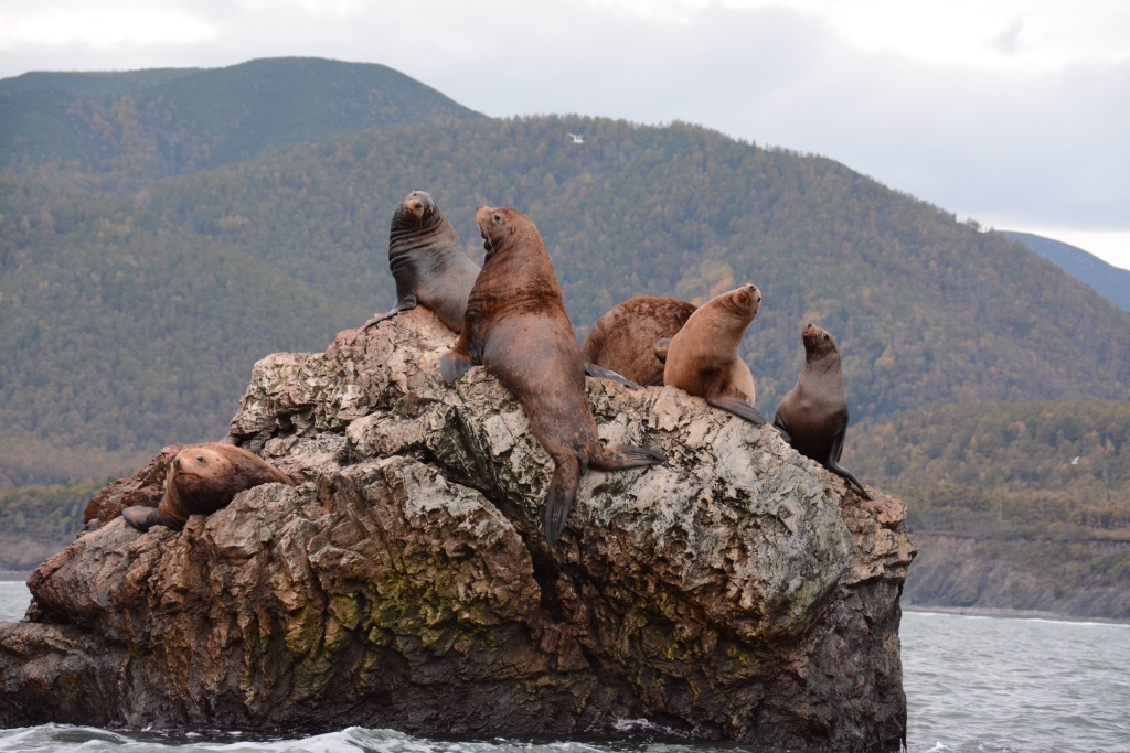 Восточный 2